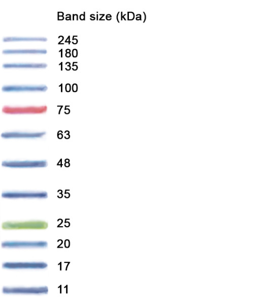 NZYColour Protein Marker II, 10-245 kDa