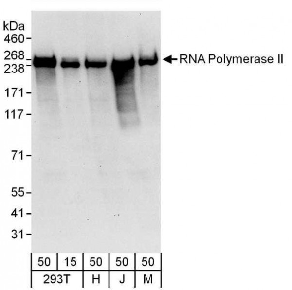 Anti-RNA Polymerase II