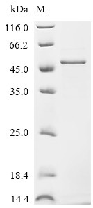 Gastric triacylglycerol lipase (LIPF), human, recombinant