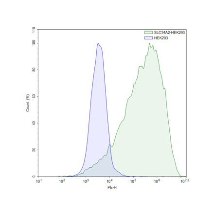 FluoSite Anti-SLC34A2 Antibody, PE-Labeled