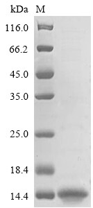 Collagen alpha-2 (VI) chain(COL6A2), partial, human, recombinant