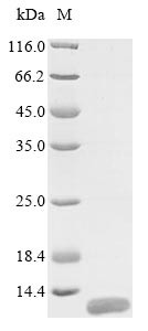 Mucin-21 (MUC21), partial, human, recombinant