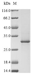 Rhodopsin (RHO), partial, swine, recombinant