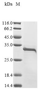 Snake venom serine protease catroxase-2, Crotalus atrox, recombinant