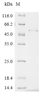 Interferon regulatory factor 1 (Irf1), mouse, recombinant