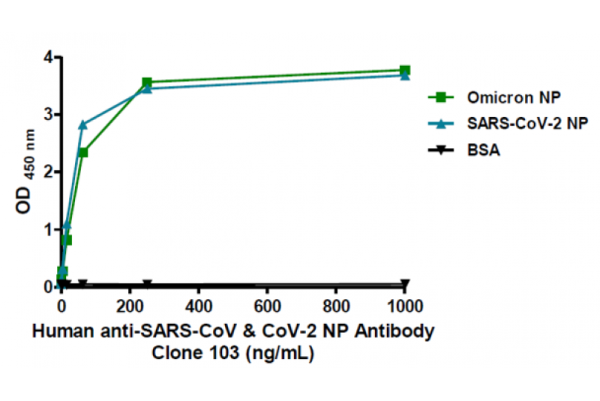 Human anti-SARS-CoV &amp; CoV-2 NP Antibody (IgG), clone 103