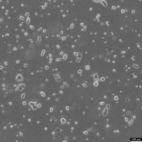 Colo-60H Cells