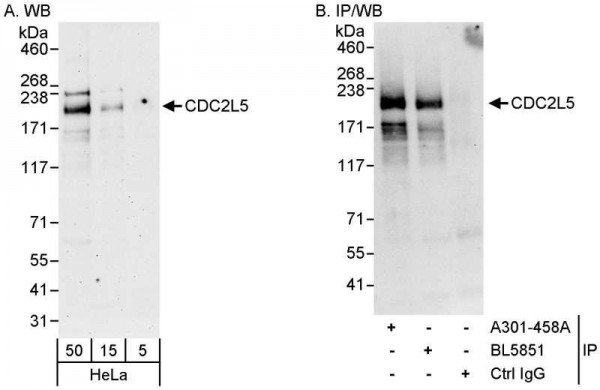 Anti-CDC2L5