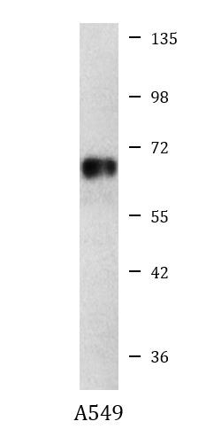 Anti-BRAP, clone 1E7-C9-D10-B10