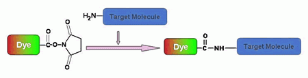 Succinimidyl-Ester-fluorescent