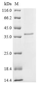 Adipolin (C1qtnf12), mouse, recombinant
