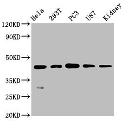 Anti-NDRG1 Recombinant Monoclonal, clone 4C8