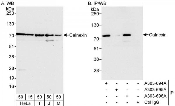 Anti-Calnexin