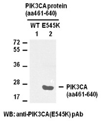 Anti-PIK3CA (E545K)