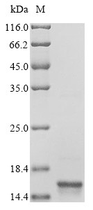 Transthyretin (Ttr), mouse, recombinant