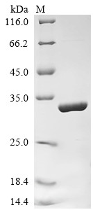 Synapsin-1 (Syn1), partial, rat, recombinant