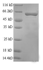 Perforin-1 (Prf1), partial, rat, recombinant