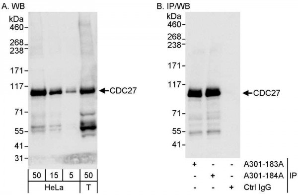 Anti-CDC27