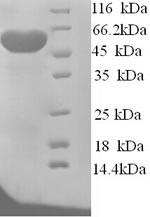 Probable sarcosine oxidase (At2g24580), Arabidopsis thaliana, recombinant