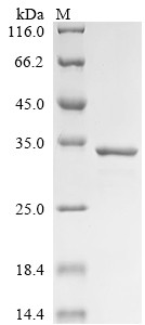 Alpha-S1-casein (CSN1S1), bovine, recombinant