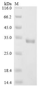 Alpha-hemolysin (hly), Staphylococcus aureus, recombinant