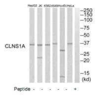 Anti-CLNS1A