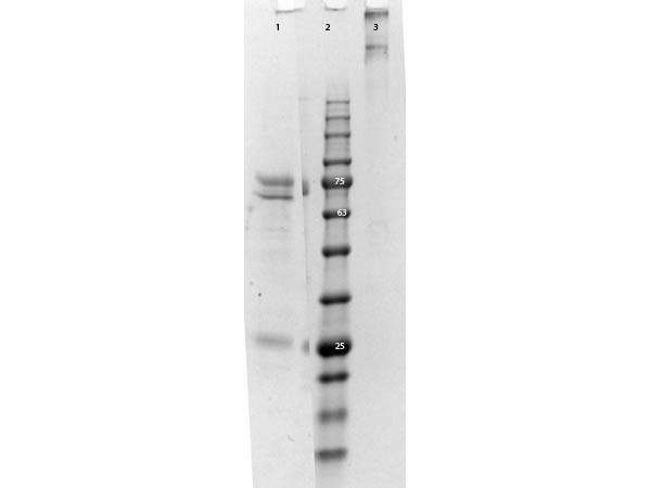 Cat IgM Whole Molecule