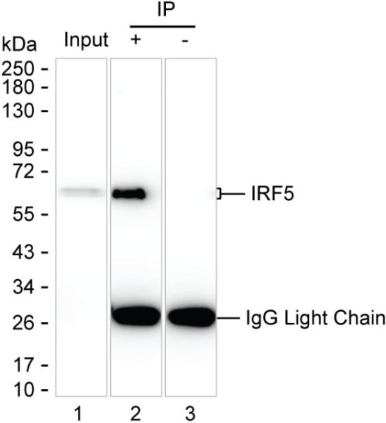 Anti-IRF5