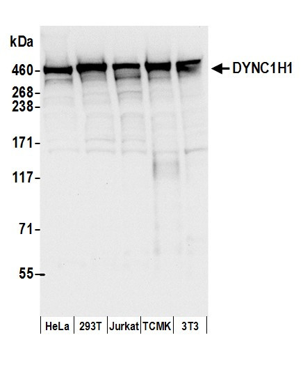 Anti-DYNC1H1
