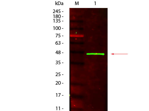 Anti-PEROXIDASE (Horseradish)