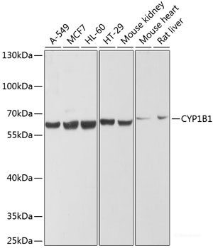 Anti-CYP1B1
