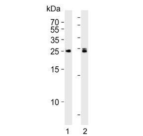 Anti-MOB kinase activator 1B / MOB1B / MOB4A