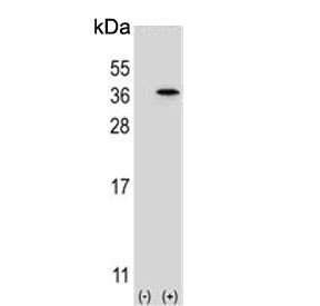 Anti-Speedy protein A / SPDYA / Spy1