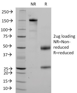 Anti-CD36 (Platelet &amp; Microvessel Marker), clone 1A7