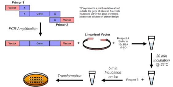 Fast and Efficient Mutagenesis Kit without Competent Cells