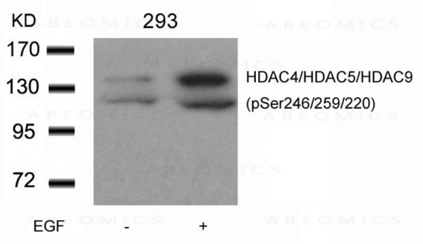 Anti-HDAC4/HDAC5/HDAC9 (phospho-Ser246/259/220)