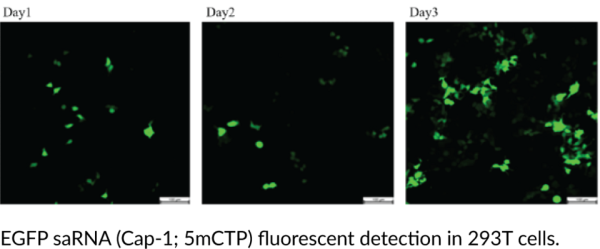 EGFP saRNA (Cap-1, 5mCTP)