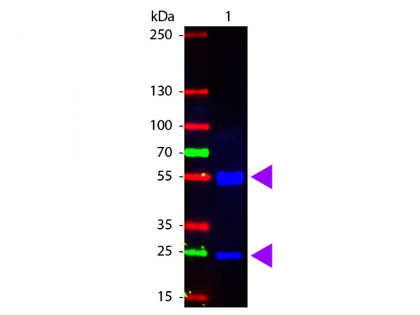 Anti-Swine IgG (H&amp;L) [Rabbit] Fluorescein conjugated