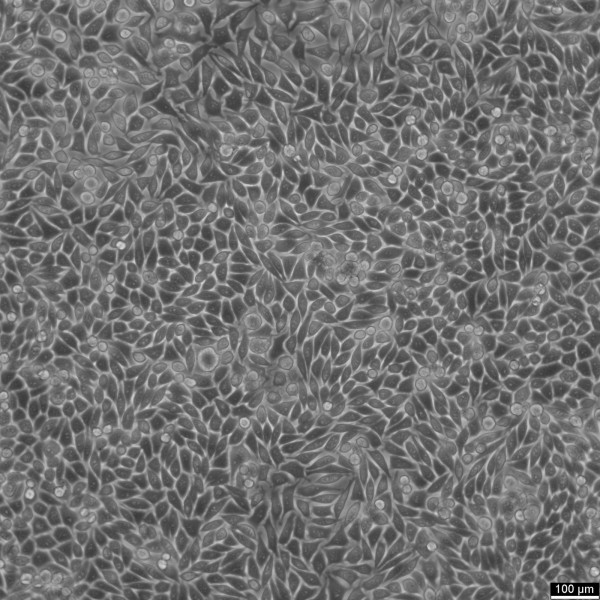 A9 Cells