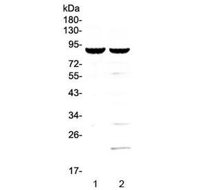 Anti-CD19 / B-lymphocyte marker