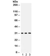 Anti-Peroxiredoxin 4 / PRDX4