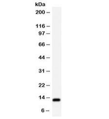 Anti-Estrogen Inducible Protein pS2 / TFF1