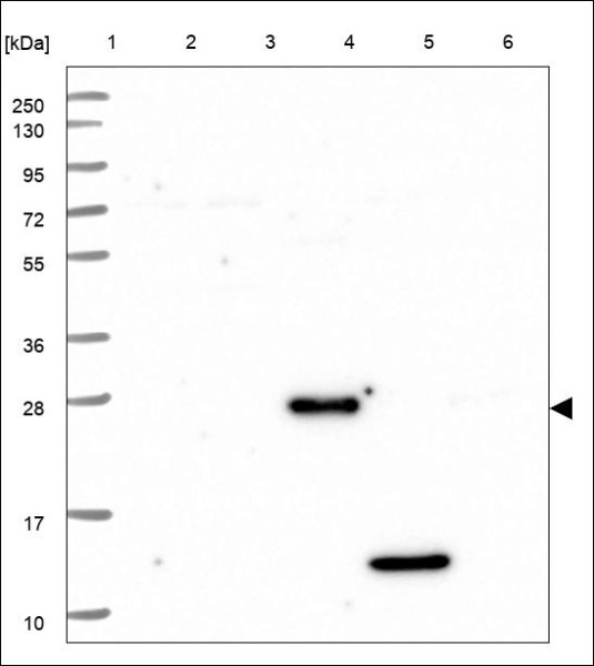 Anti-CEMP1