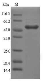 Galectin-4 (Lgals4), rat, recombinant