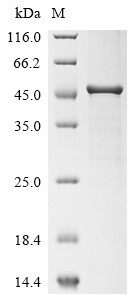 Polyphenol oxidase 2 (PPO2), Agaricus bisporus, recombinant