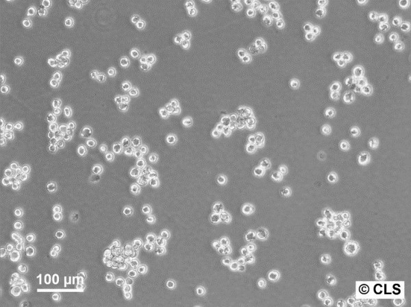 WS1-CLS Cells