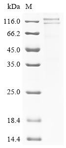 Caprin-1 (CAPRIN1), recombinant human