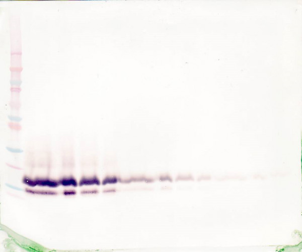 Anti-TFF2 / Spasmolytic Polypeptide (Biotin)