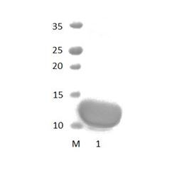 MPDZ_6 PDZ Domain