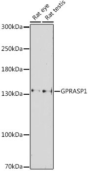 Anti-GPRASP1